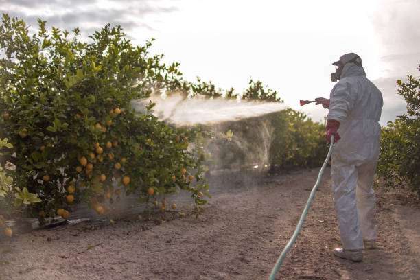 Best Insect Control  in Granite City, IL