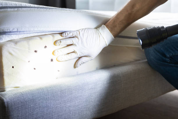 Best Cockroach Control Services  in Granite City, IL