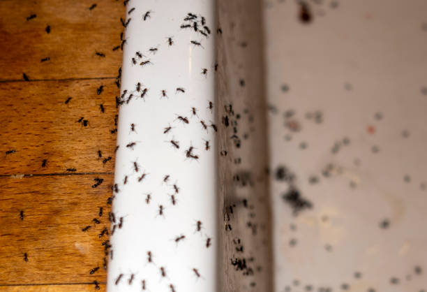 Bird Control in Granite City, IL
