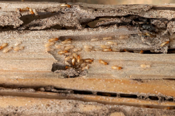Best Pest Control Near Me in Granite City, IL