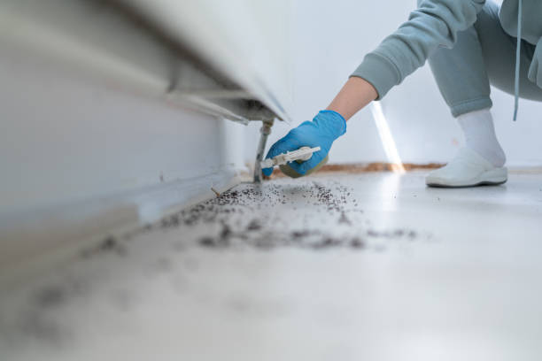 Insect Control in Granite City, IL